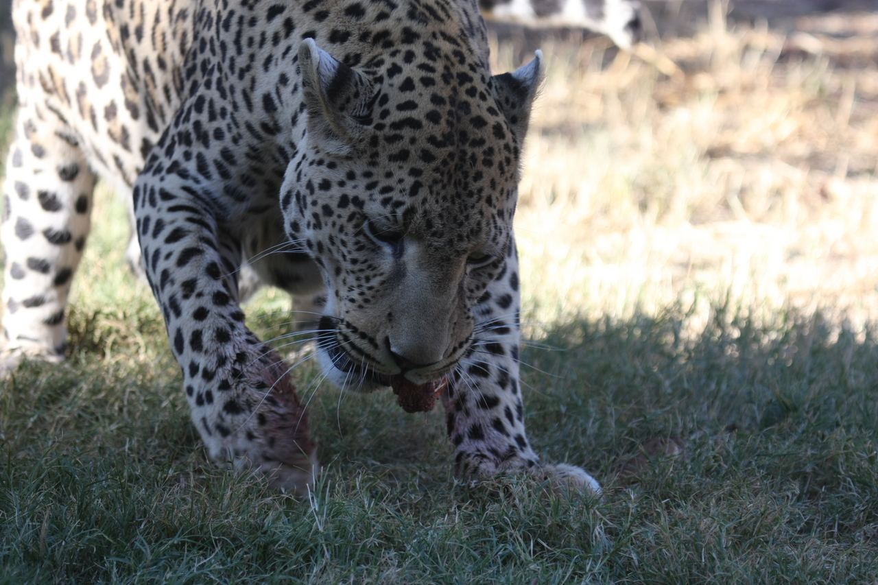 [5862] 2016_06_23_10_27_19_Africa_Canon_EOS_40D_IMG__08552.jpg