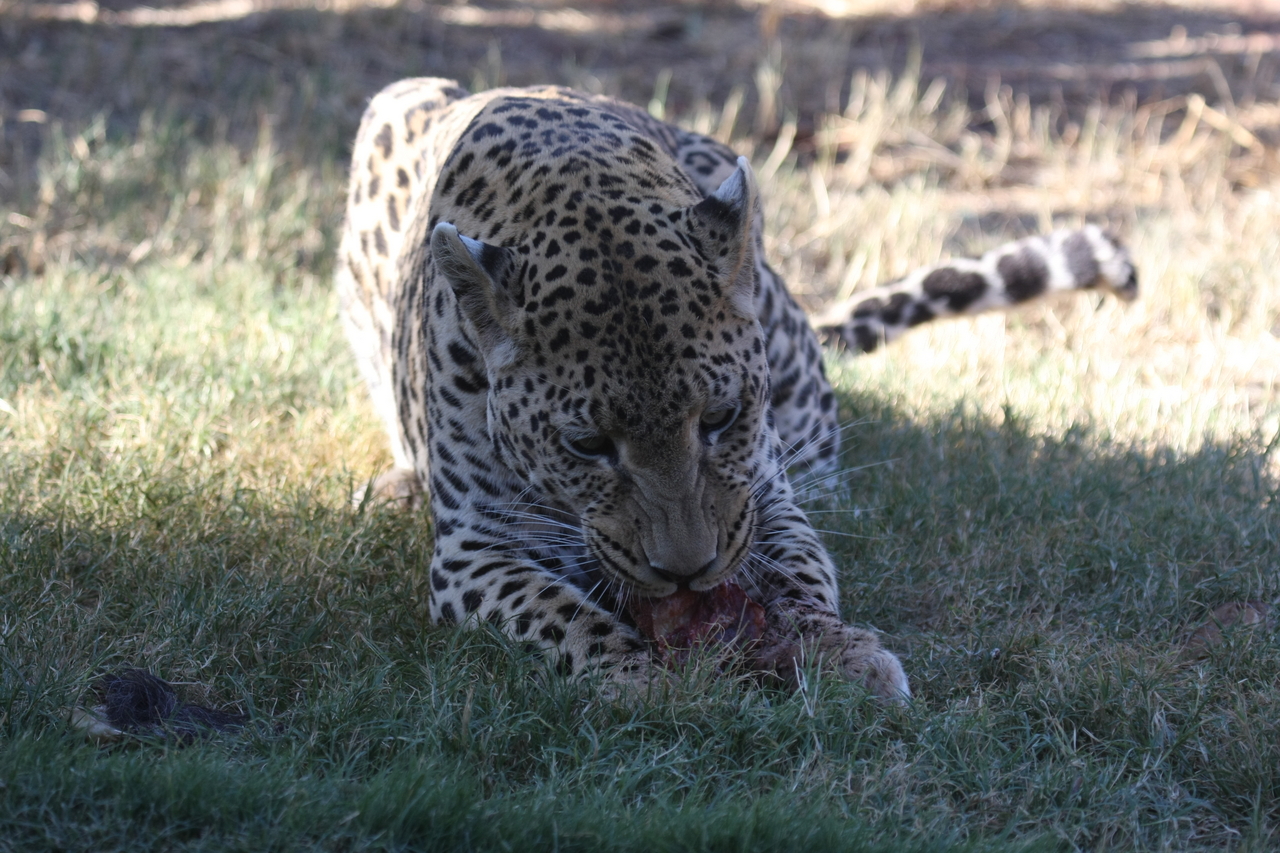 [5866] 2016_06_23_10_27_21_Africa_Canon_EOS_40D_IMG__08554.jpg