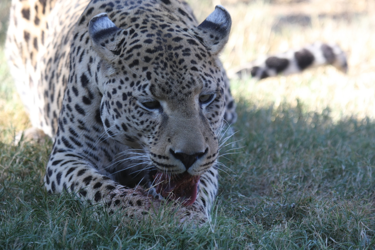 [5881] 2016_06_23_10_27_32_Africa_Canon_EOS_40D_IMG__00278.jpg