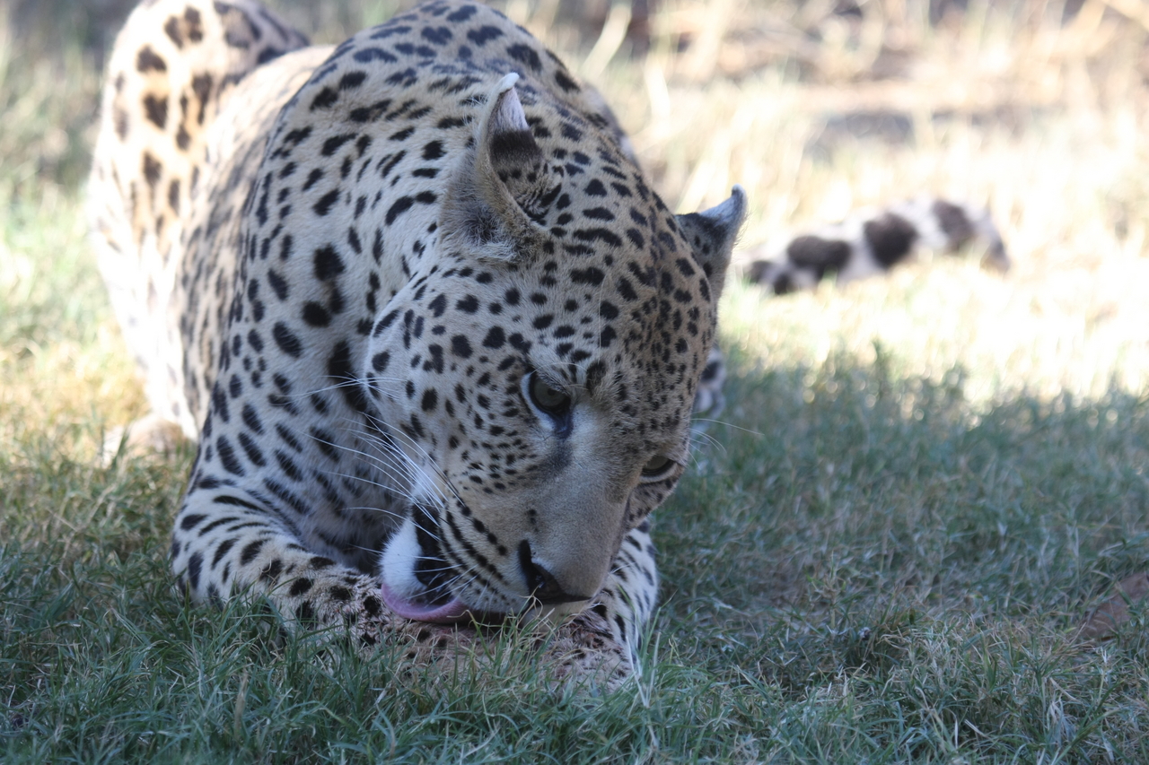 [5919] 2016_06_23_10_27_45_Africa_Canon_EOS_40D_IMG__01124.jpg