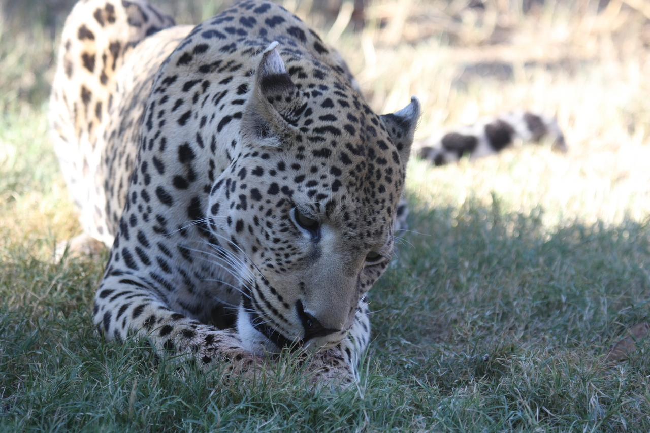 [5922] 2016_06_23_10_27_45_Africa_Canon_EOS_40D_IMG__08572.jpg