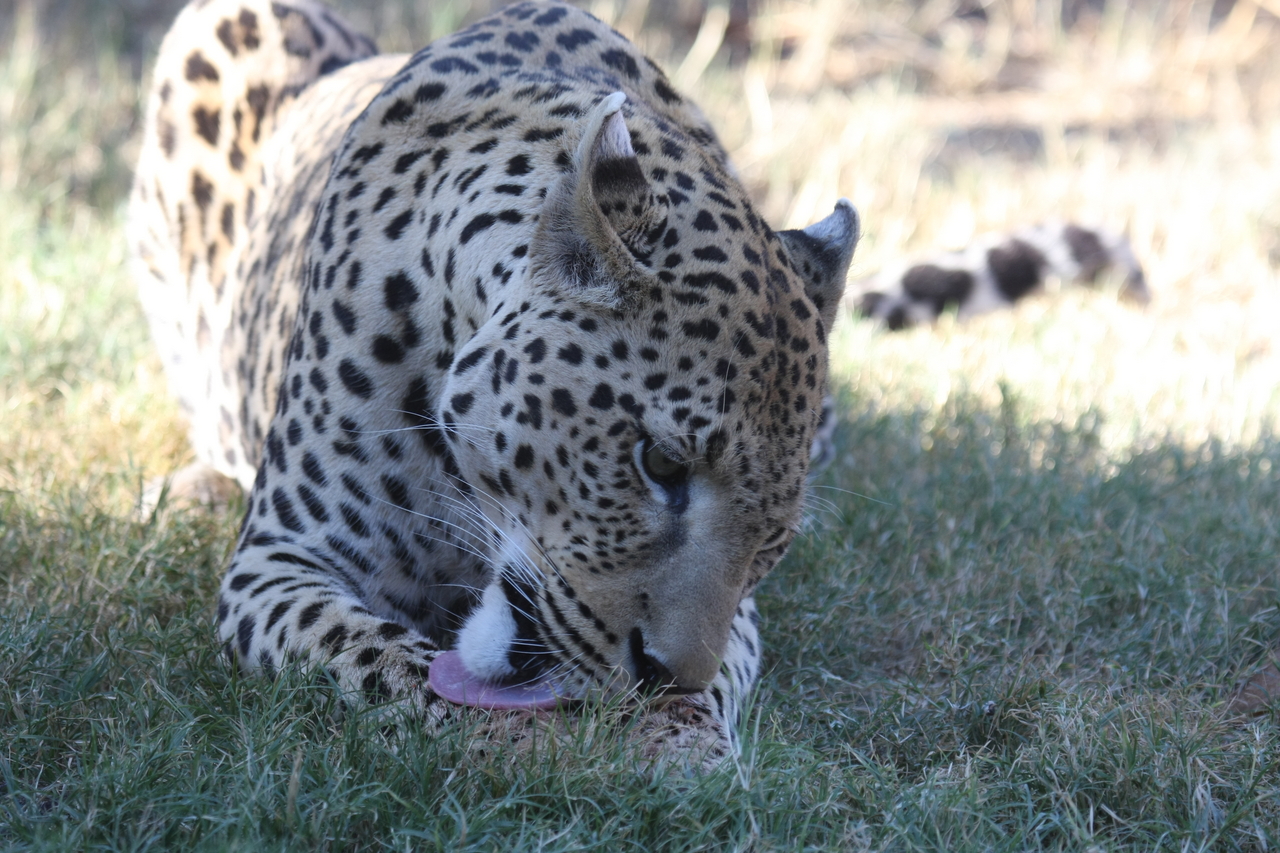 [5924] 2016_06_23_10_27_46_Africa_Canon_EOS_40D_IMG__00293.jpg