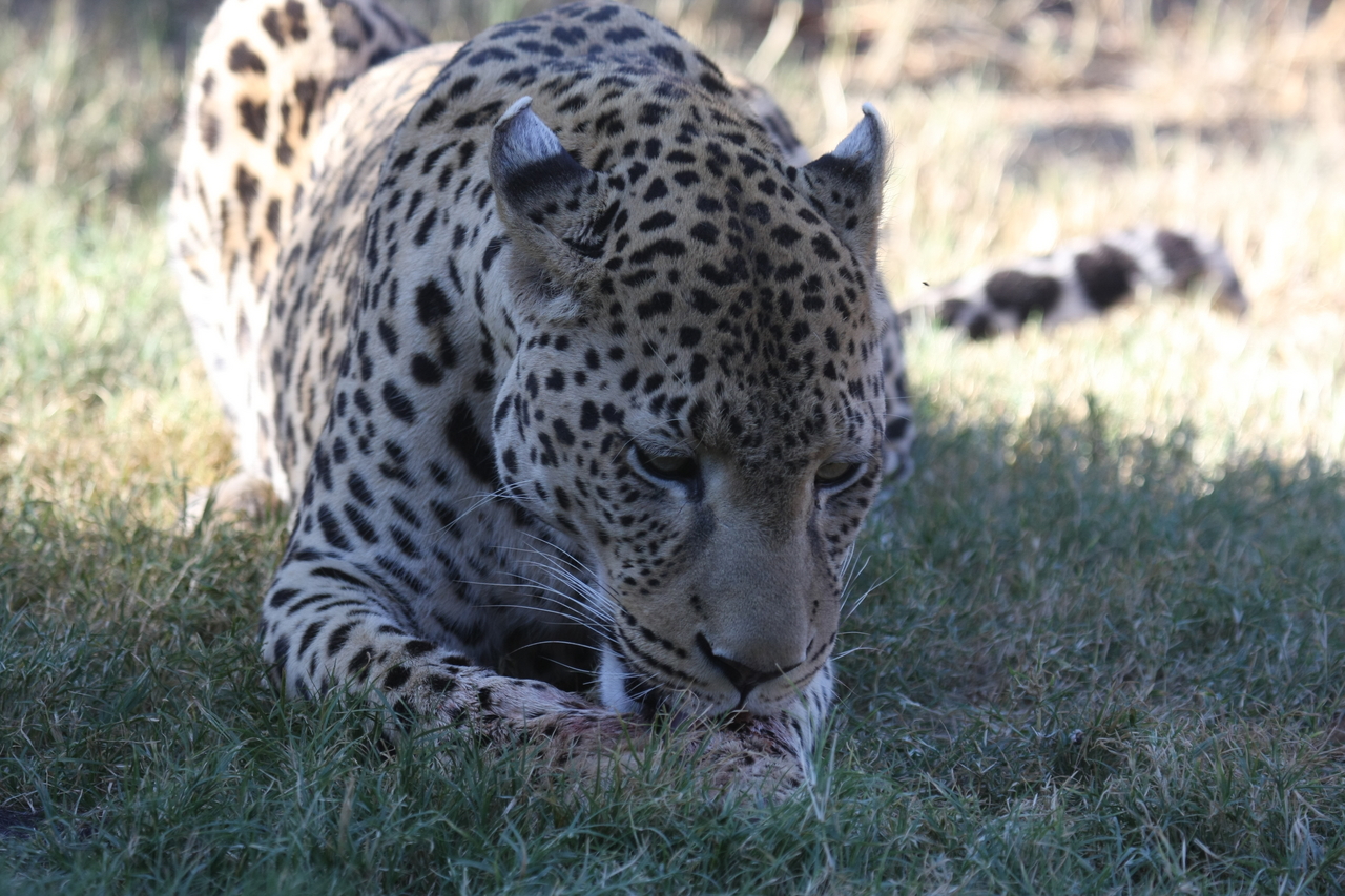 [5930] 2016_06_23_10_27_49_Africa_Canon_EOS_40D_IMG__00295.jpg