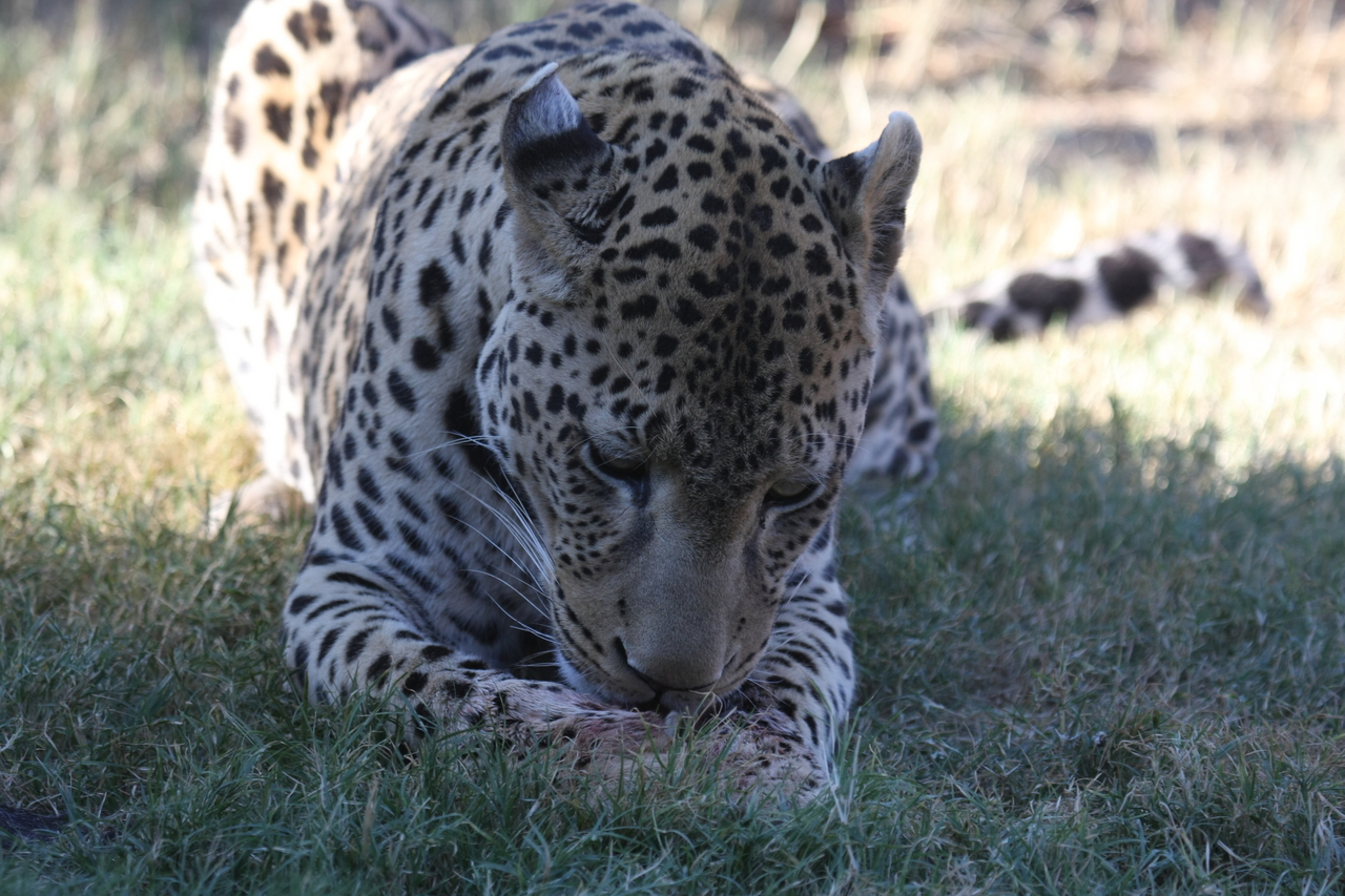 [5931] 2016_06_23_10_27_49_Africa_Canon_EOS_40D_IMG__01128.jpg