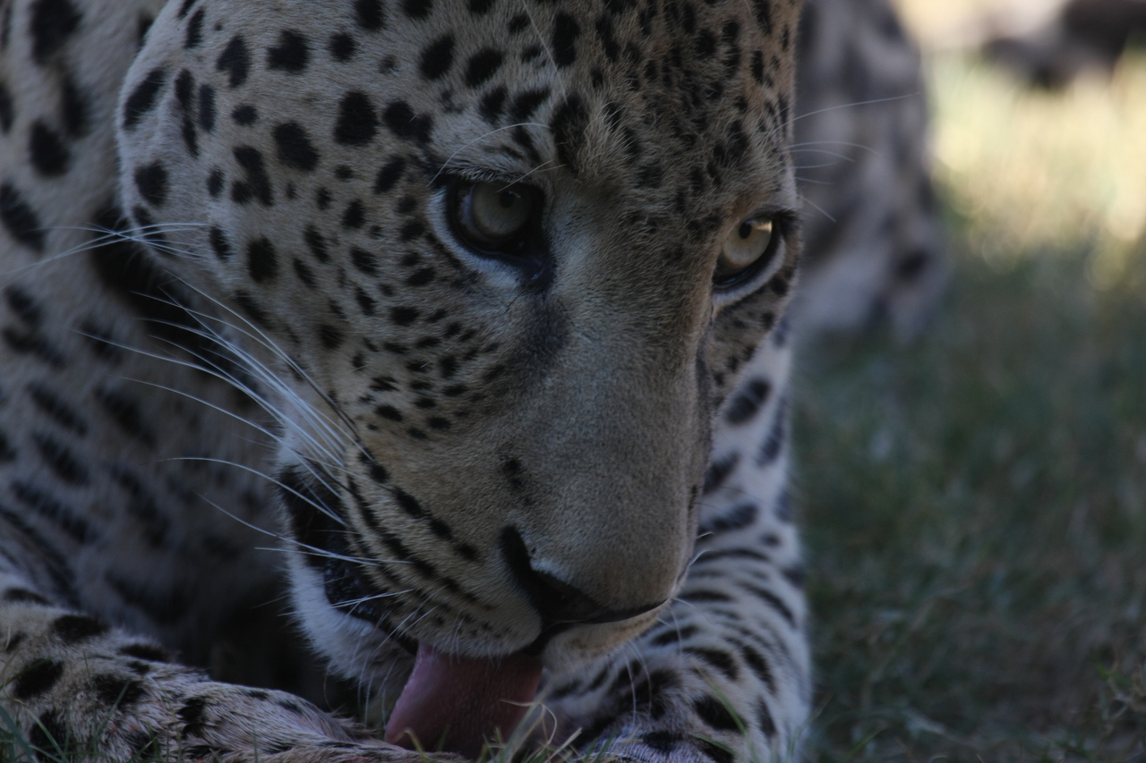 [5951] 2016_06_23_10_27_54_Africa_Canon_EOS_40D_IMG__00302.jpg