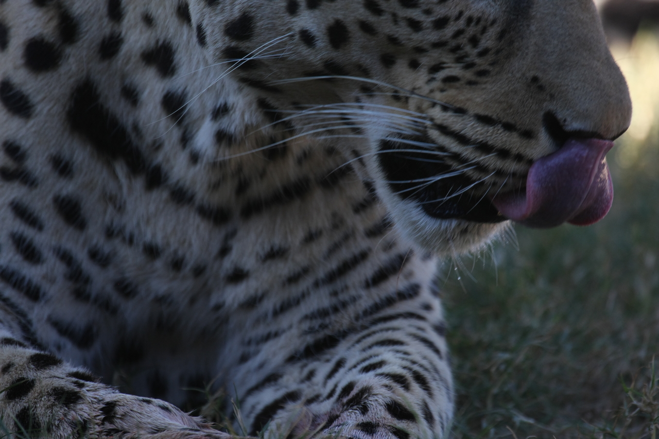 [5956] 2016_06_23_10_27_55_Africa_Canon_EOS_40D_IMG__00303.jpg