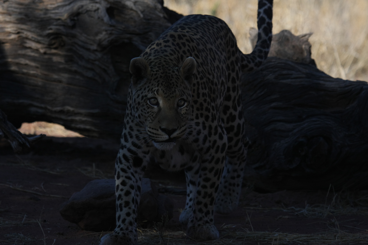 [5974] 2016_06_23_10_29_03_Africa_Canon_EOS_40D_IMG__00309.jpg