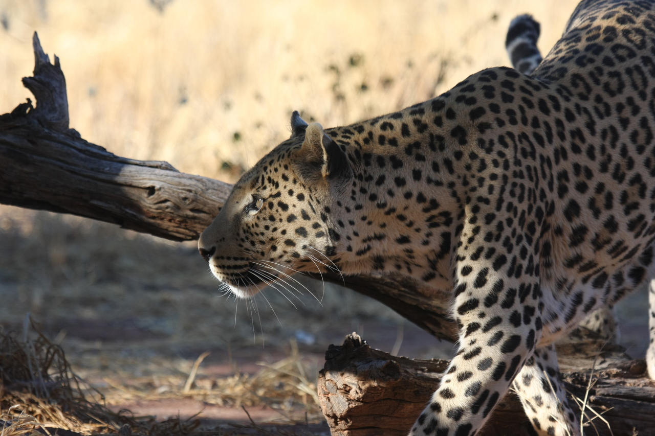 [5986] 2016_06_23_10_29_18_Africa_Canon_EOS_40D_IMG__08592.jpg