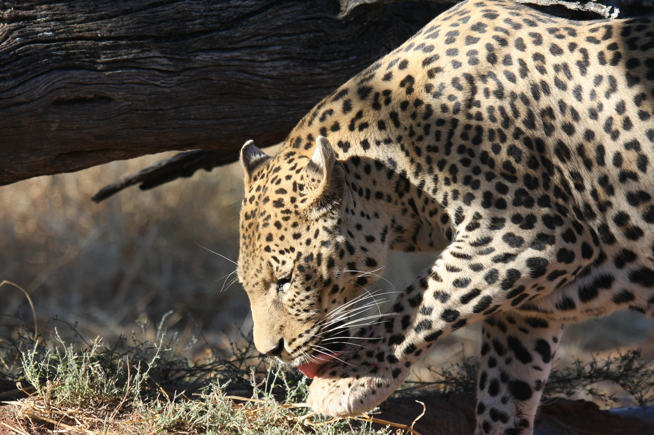 [5992] 2016_06_23_10_29_30_Africa_Canon_EOS_40D_IMG__01146.jpg