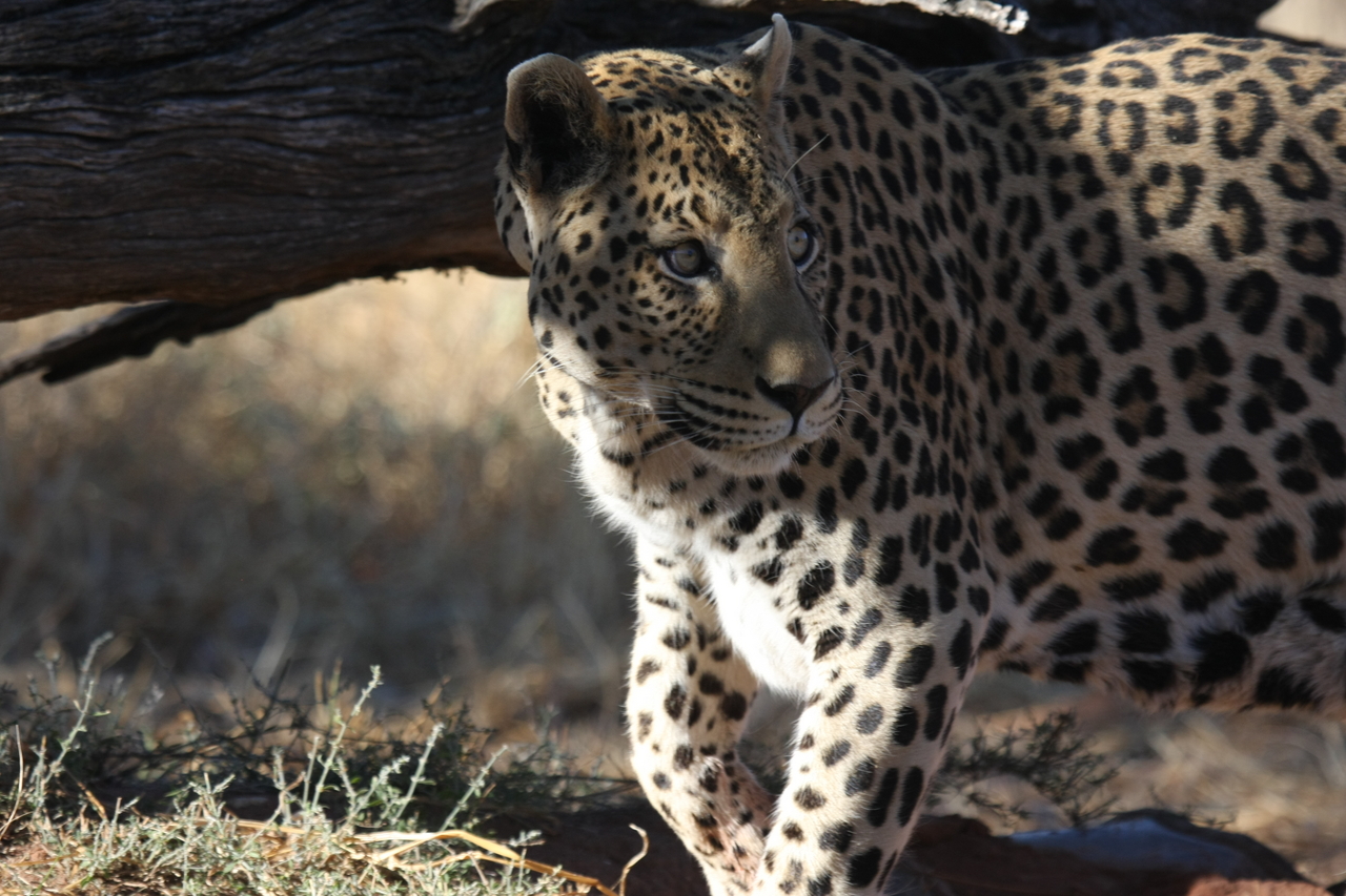 [5995] 2016_06_23_10_29_31_Africa_Canon_EOS_40D_IMG__01147.jpg