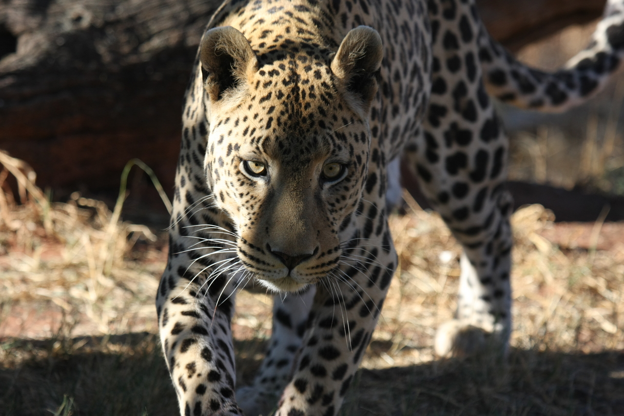 [6003] 2016_06_23_10_29_47_Africa_Canon_EOS_40D_IMG__00314.jpg