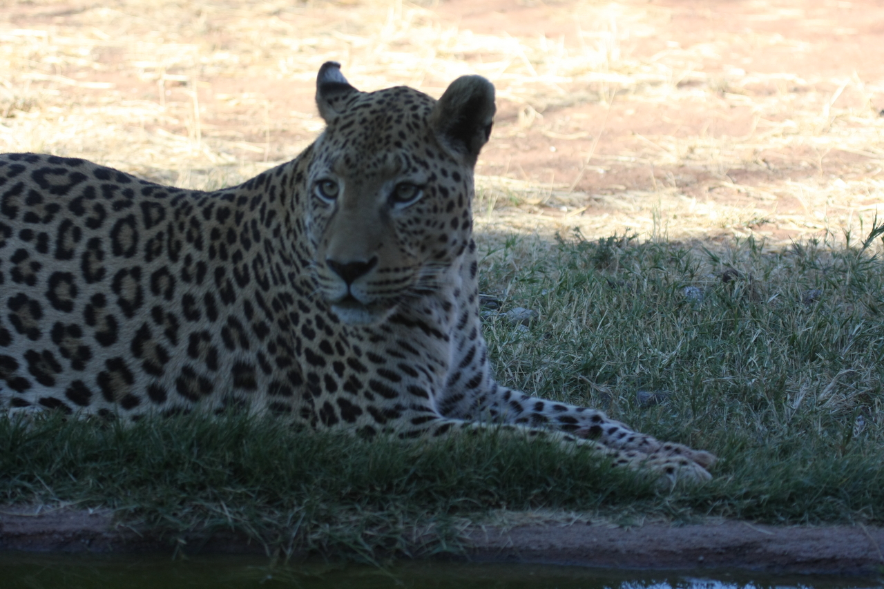 [6016] 2016_06_23_10_30_08_Africa_Canon_EOS_40D_IMG__00317.jpg