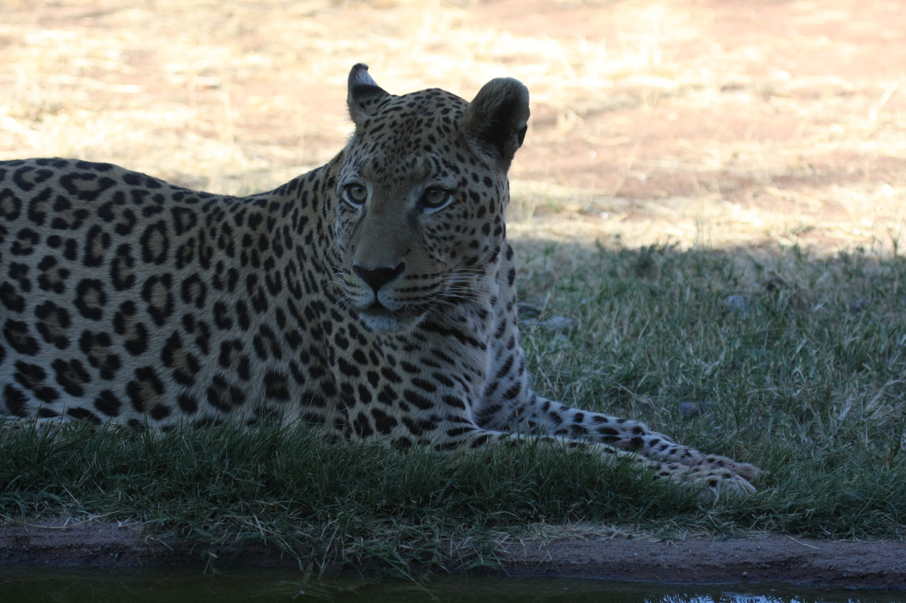 [6027] 2016_06_23_10_30_09_Africa_Canon_EOS_40D_IMG__00318.jpg