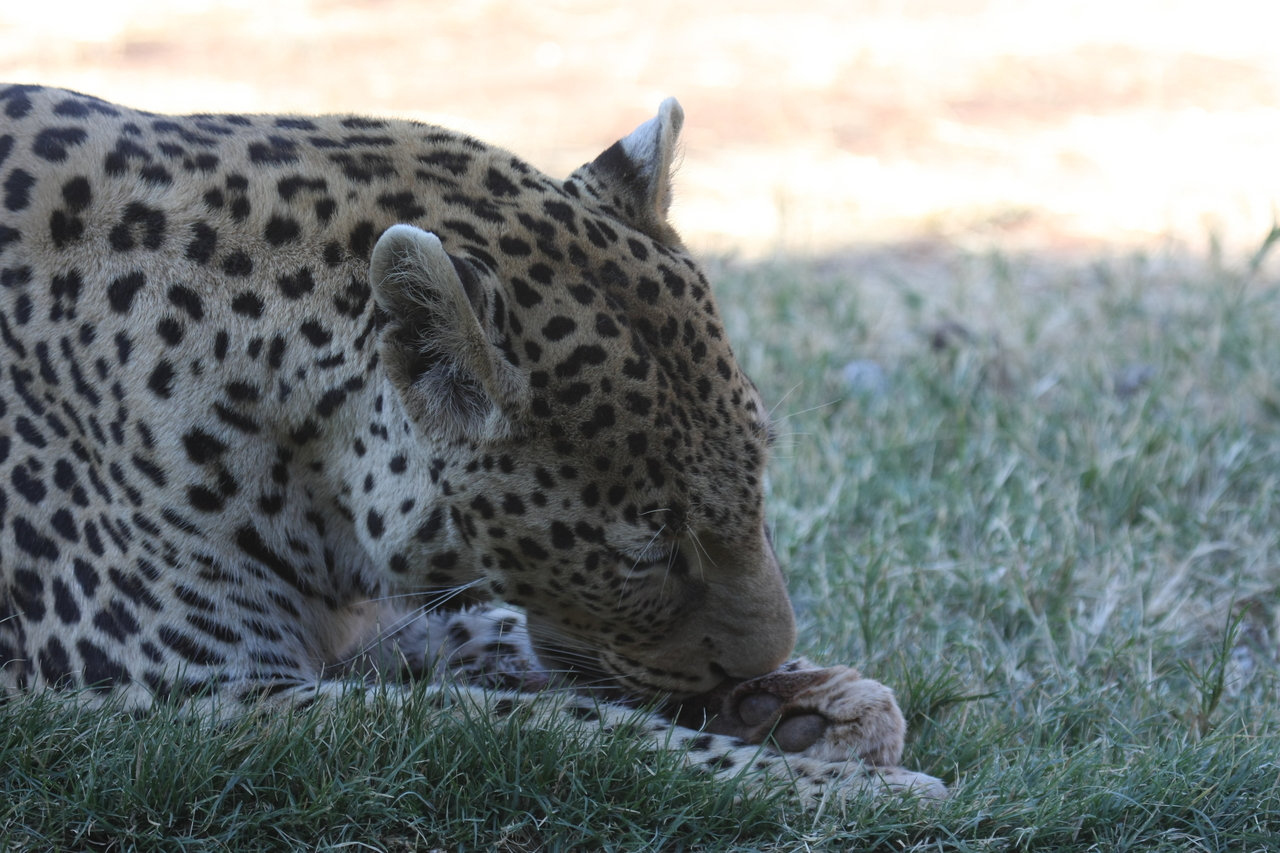 [6047] 2016_06_23_10_31_02_Africa_Canon_EOS_40D_IMG__08601.jpg