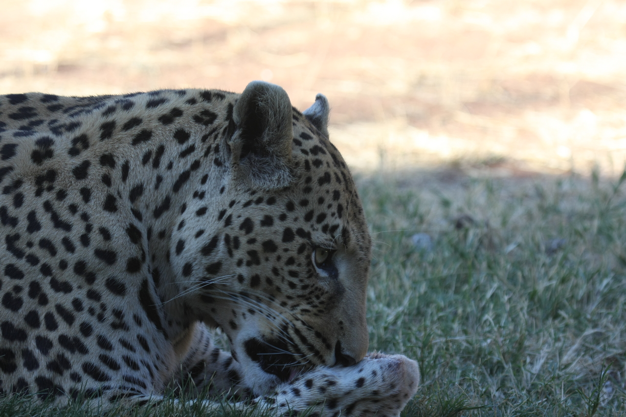 [6055] 2016_06_23_10_31_52_Africa_Canon_EOS_40D_IMG__01156.jpg