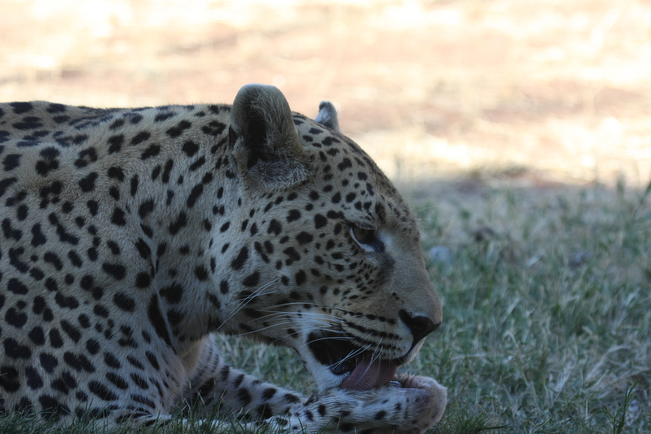 [6056] 2016_06_23_10_31_52_Africa_Canon_EOS_40D_IMG__08602.jpg