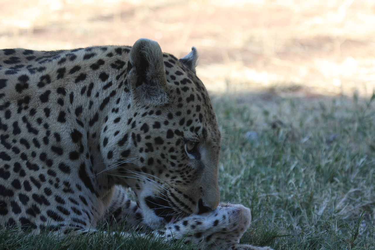 [6060] 2016_06_23_10_31_55_Africa_Canon_EOS_40D_IMG__01157.jpg