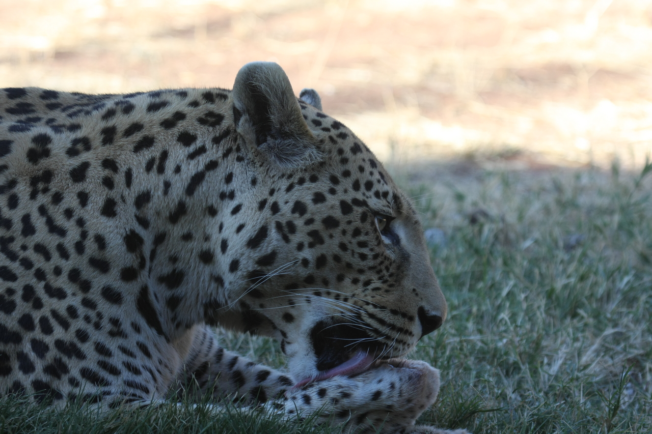 [6063] 2016_06_23_10_31_55_Africa_Canon_EOS_40D_IMG__08605.jpg