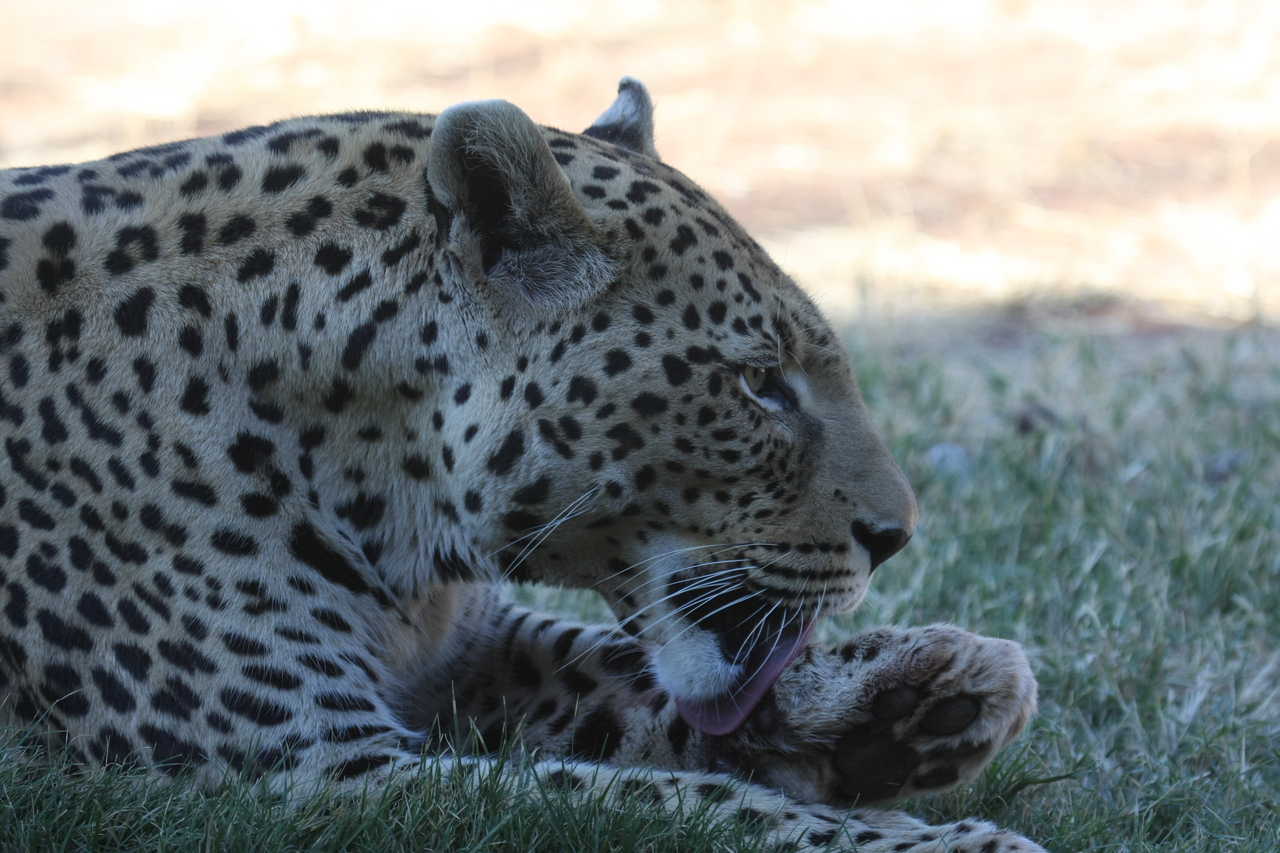 [6081] 2016_06_23_10_32_16_Africa_Canon_EOS_40D_IMG__01163.jpg