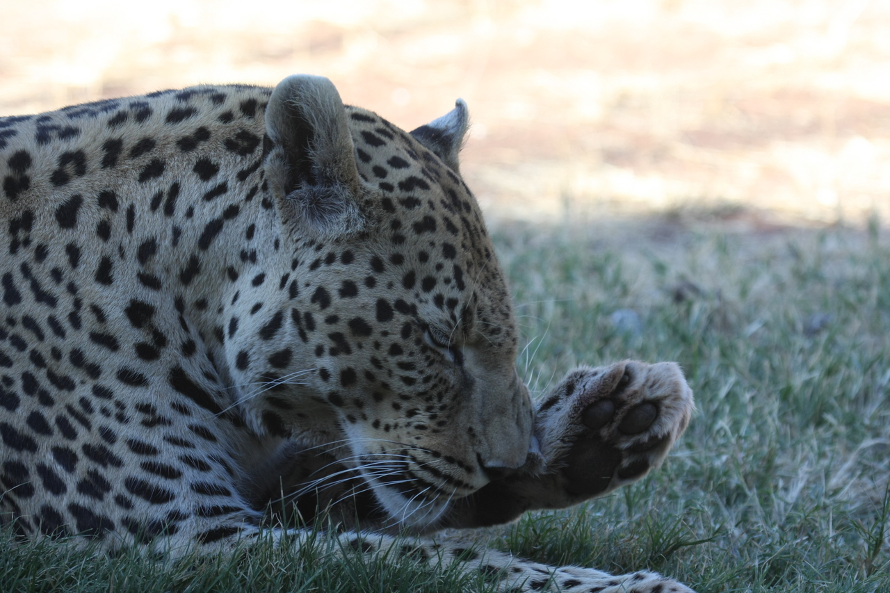 [6084] 2016_06_23_10_32_18_Africa_Canon_EOS_40D_IMG__00331.jpg