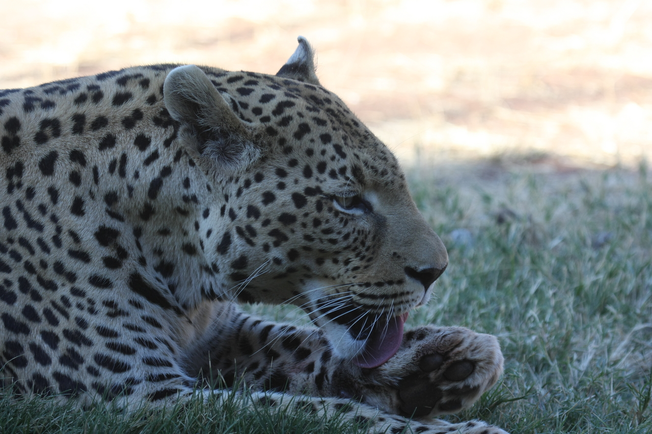 [6087] 2016_06_23_10_32_18_Africa_Canon_EOS_40D_IMG__08611.jpg