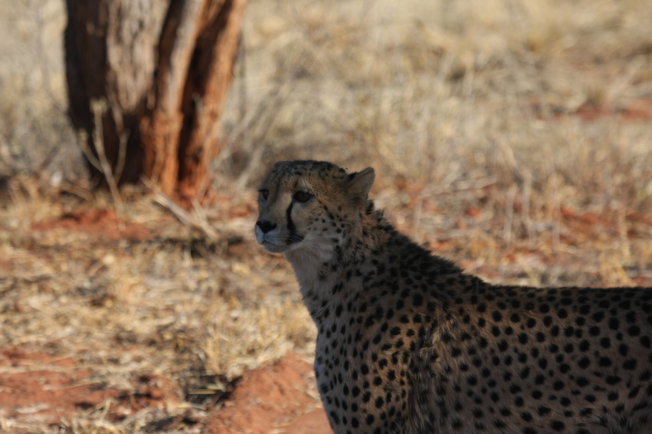 [6235] 2016_06_23_10_43_53_Africa_Canon_EOS_40D_IMG__00336.jpg