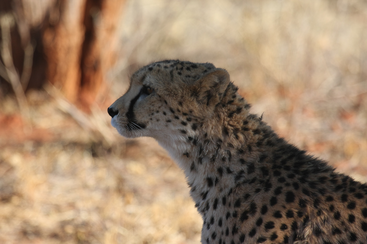 [6248] 2016_06_23_10_44_05_Africa_Canon_EOS_40D_IMG__01174.jpg