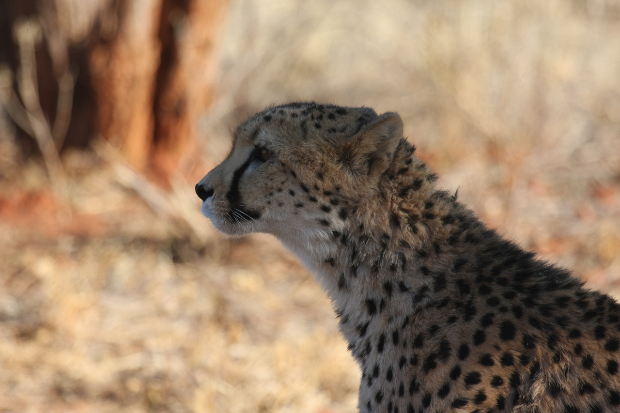 [6249] 2016_06_23_10_44_05_Africa_Canon_EOS_40D_IMG__08619.jpg