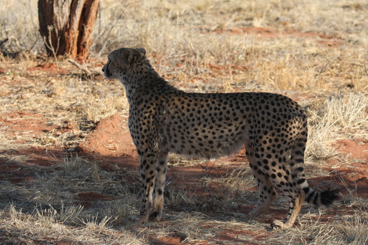 [6256] 2016_06_23_10_44_20_Africa_Canon_EOS_40D_IMG__01175.jpg