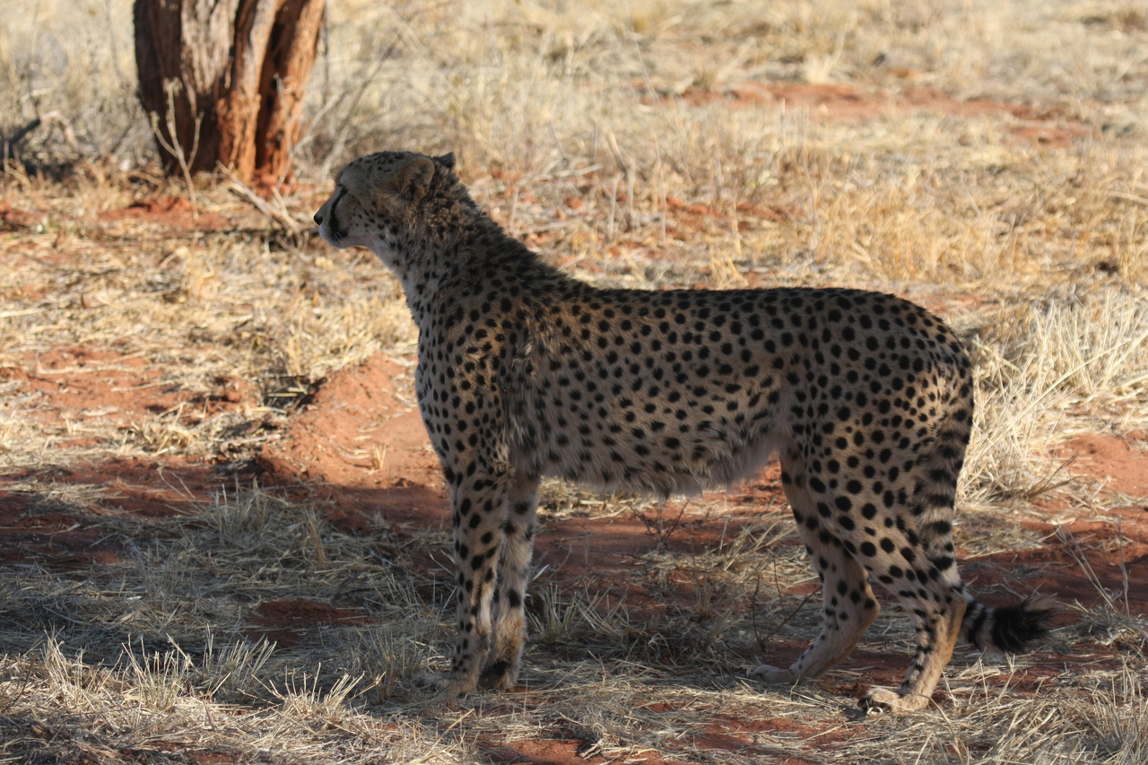 [6259] 2016_06_23_10_44_20_Africa_Canon_EOS_40D_IMG__08623.jpg