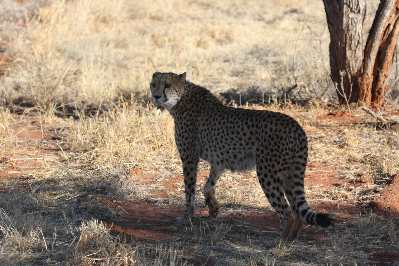 [6264] 2016_06_23_10_44_26_Africa_Canon_EOS_40D_IMG__01178.jpg