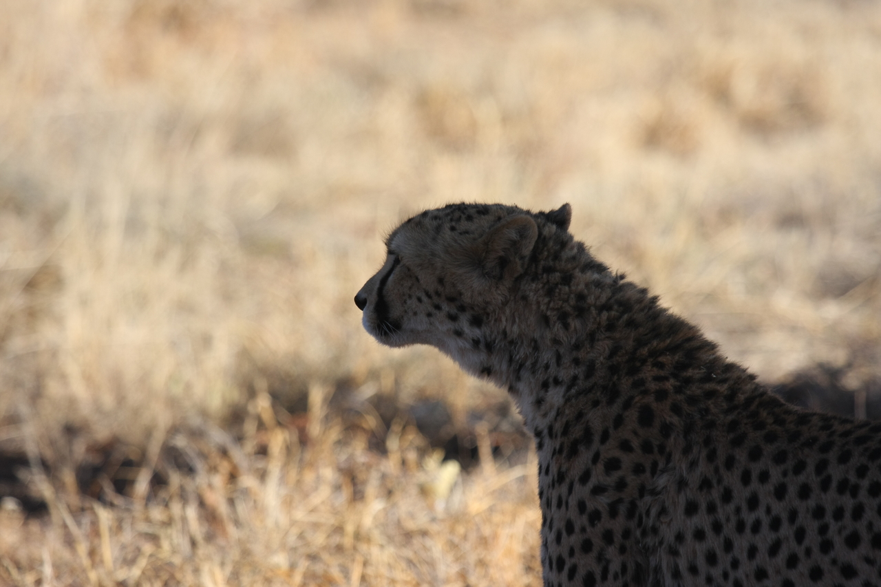 [6284] 2016_06_23_10_44_47_Africa_Canon_EOS_40D_IMG__08628.jpg