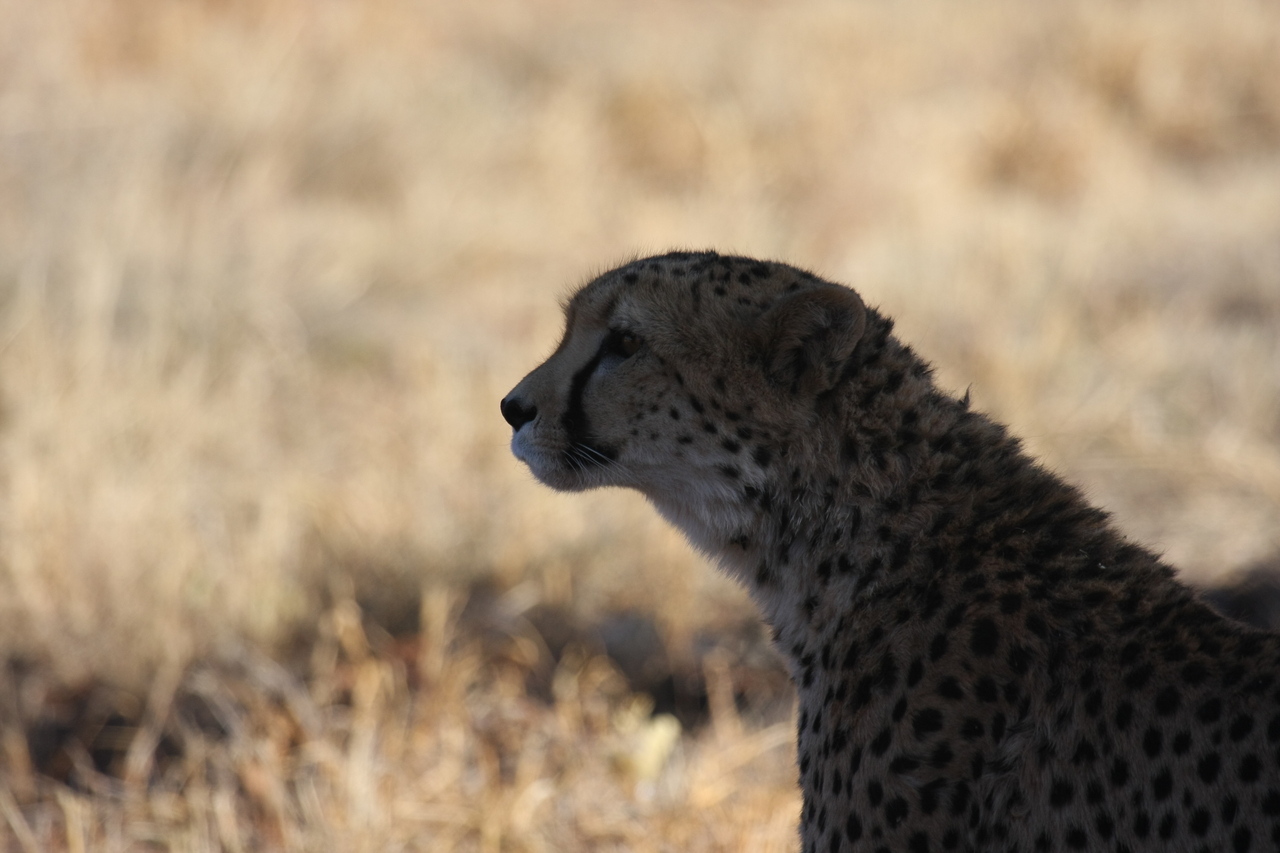 [6285] 2016_06_23_10_44_51_Africa_Canon_EOS_40D_IMG__00348.jpg