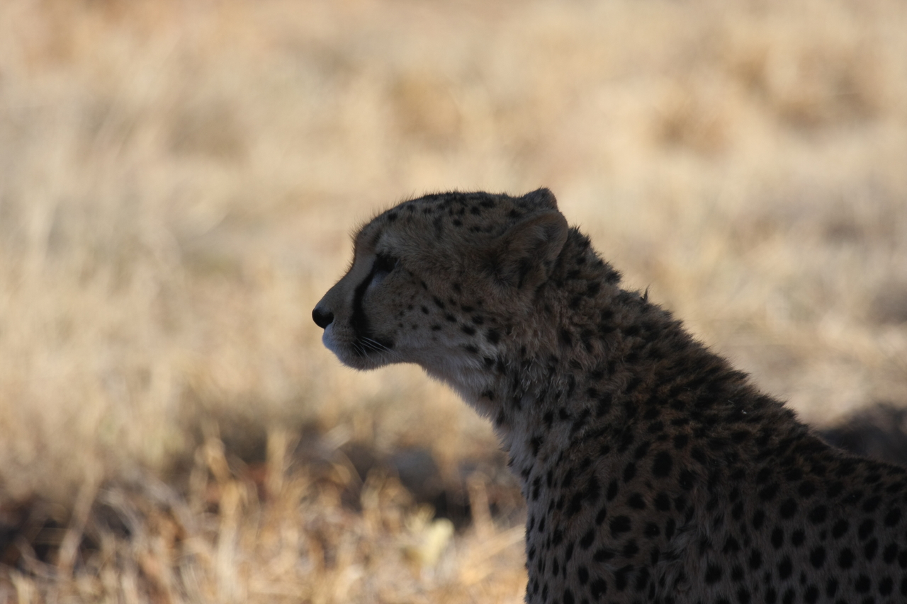[6297] 2016_06_23_10_45_17_Africa_Canon_EOS_40D_IMG__00350.jpg