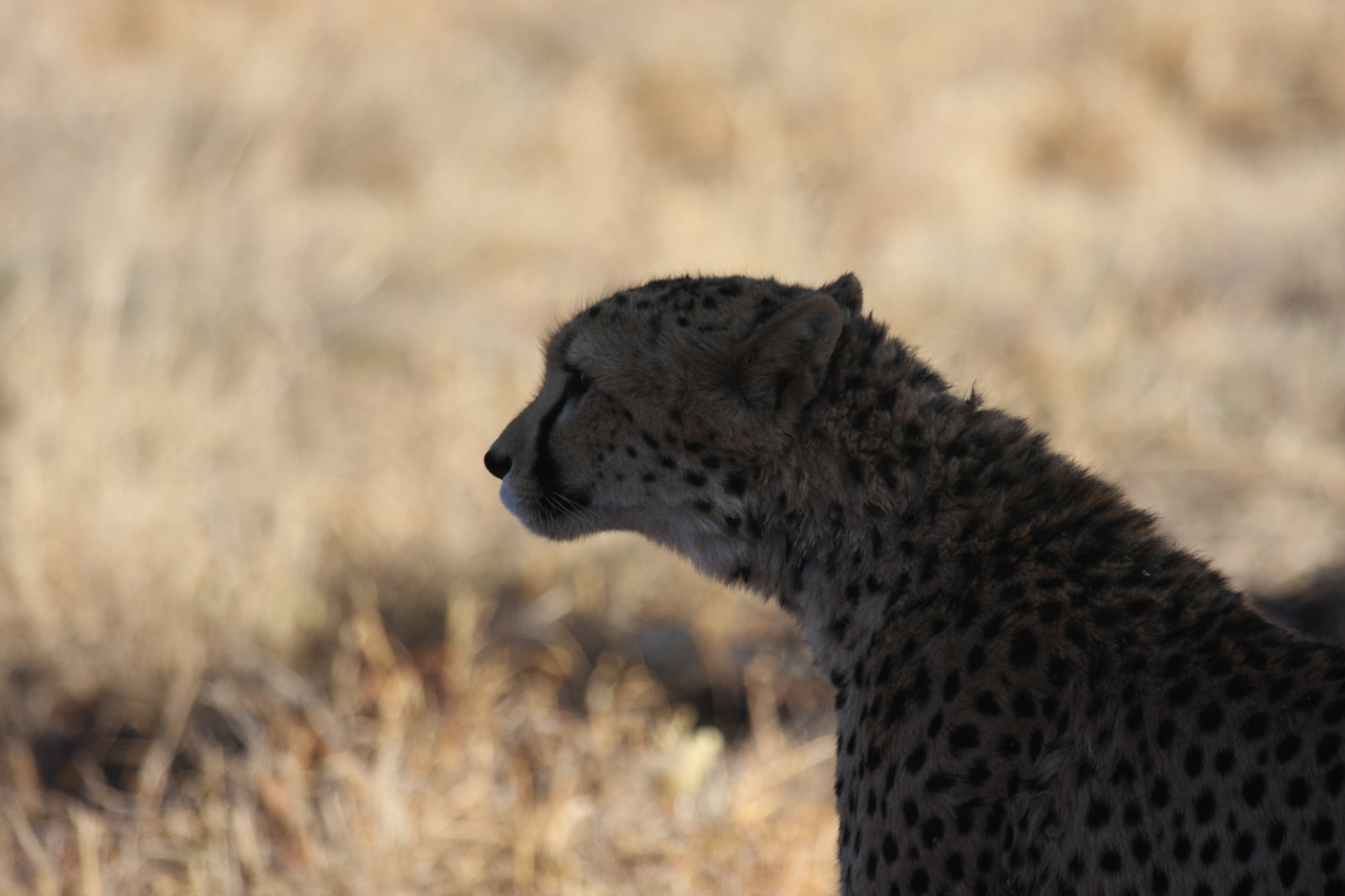 [6304] 2016_06_23_10_45_25_Africa_Canon_EOS_40D_IMG__08632.jpg