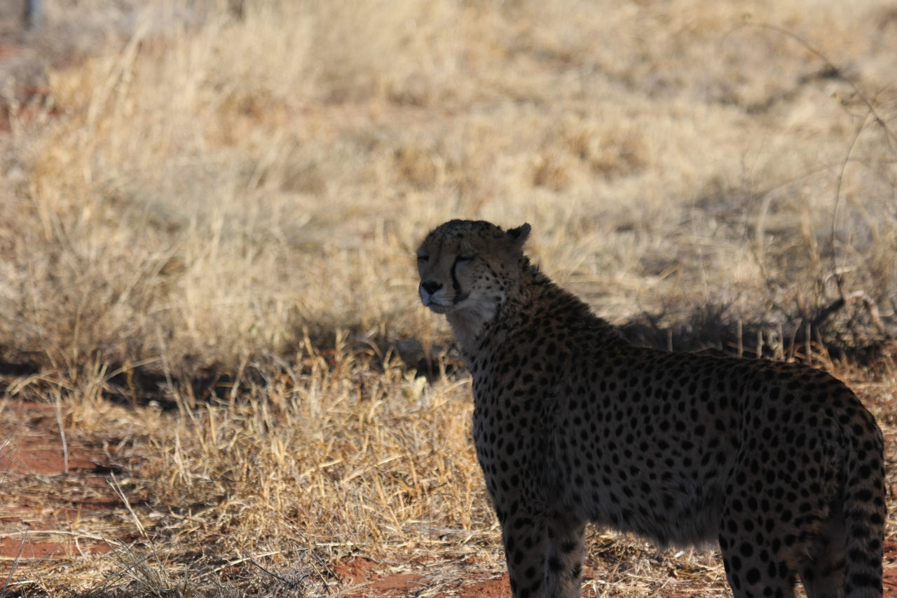 [6315] 2016_06_23_10_45_42_Africa_Canon_EOS_40D_IMG__01188.jpg