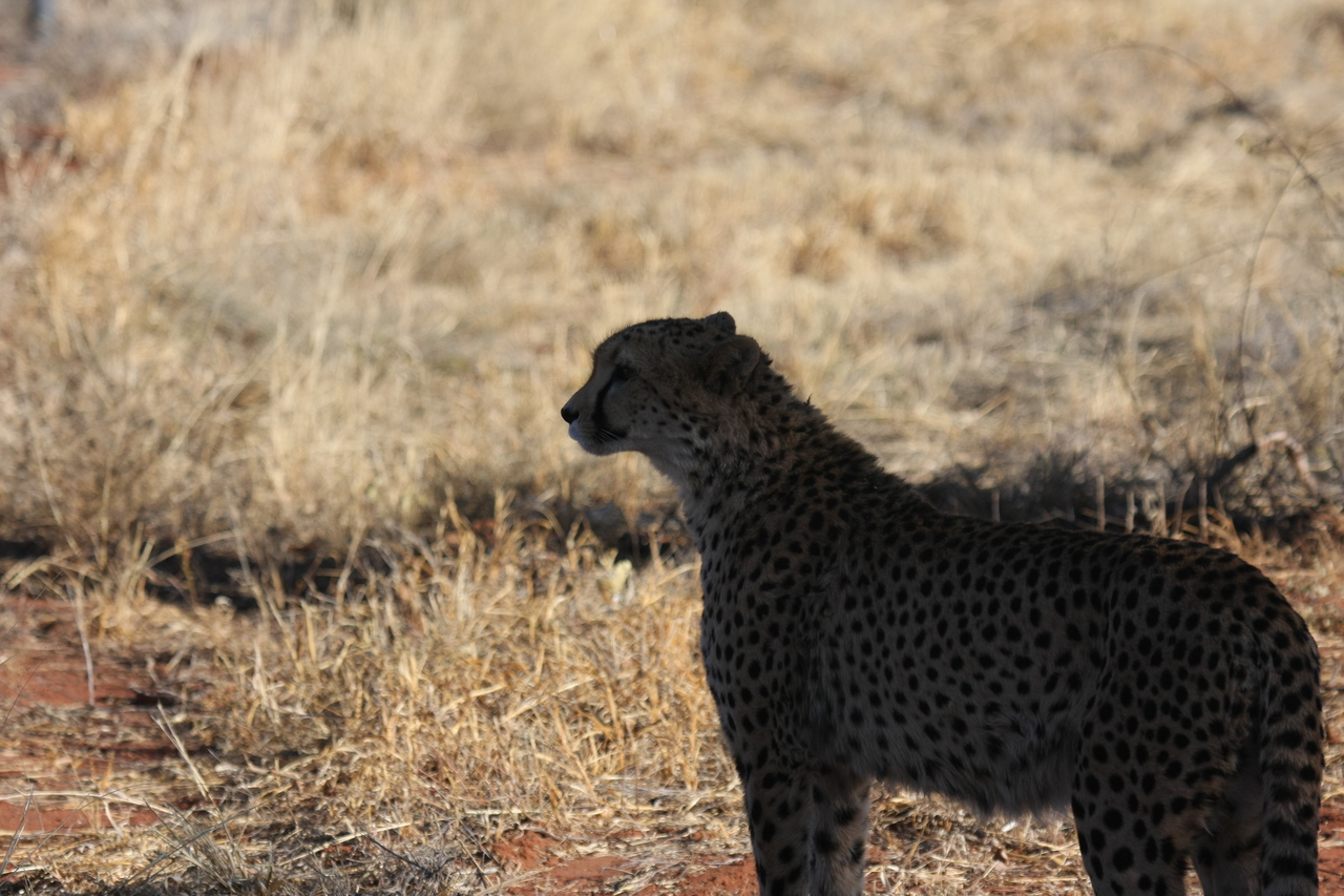 [6318] 2016_06_23_10_45_42_Africa_Canon_EOS_40D_IMG__08636.jpg