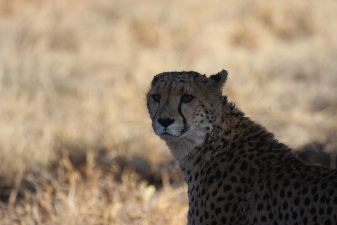[6325] 2016_06_23_10_45_53_Africa_Canon_EOS_40D_IMG__08637.jpg