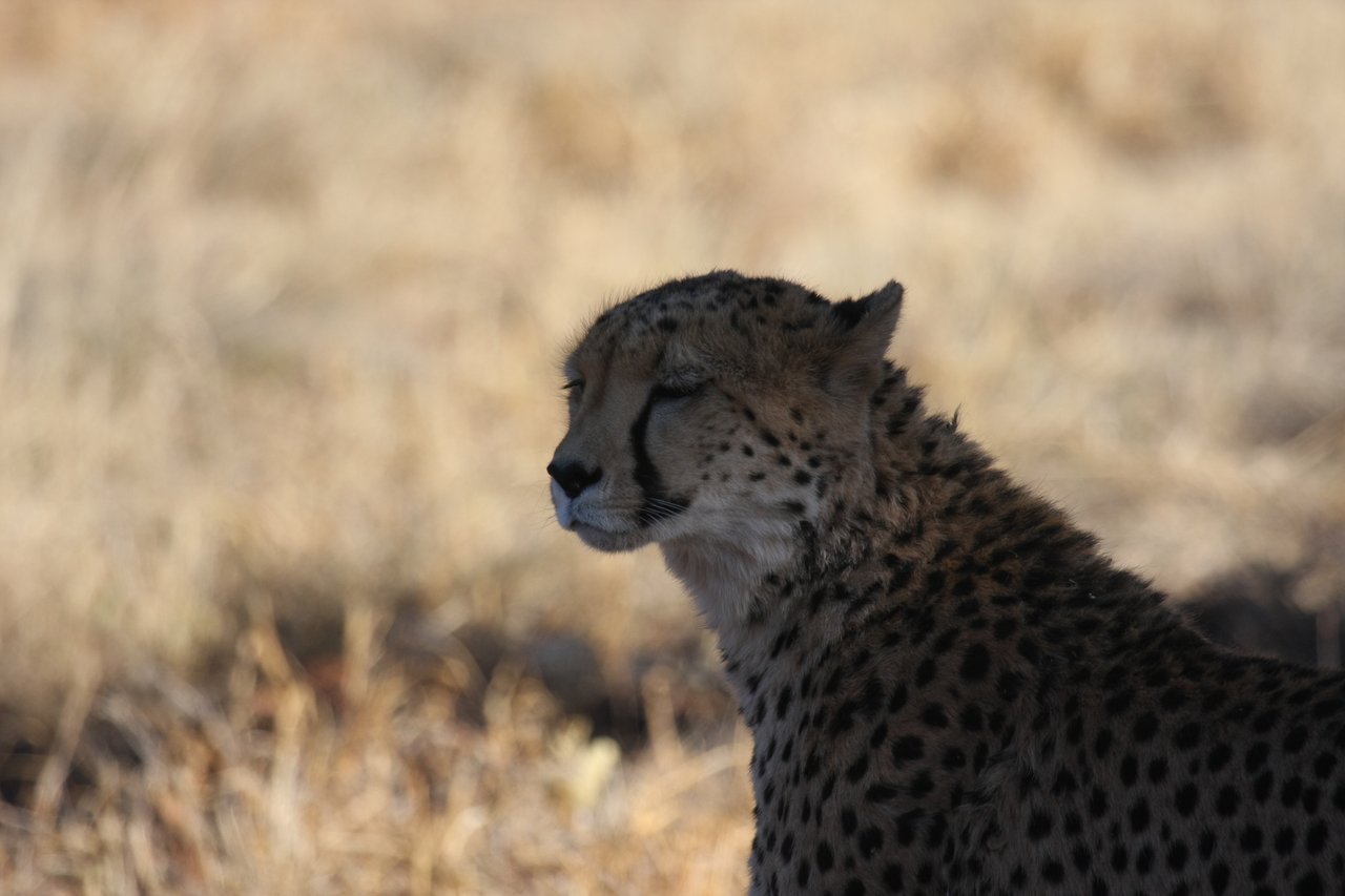 [6327] 2016_06_23_10_45_53_Africa_Canon_EOS_40D_IMG__08639.jpg