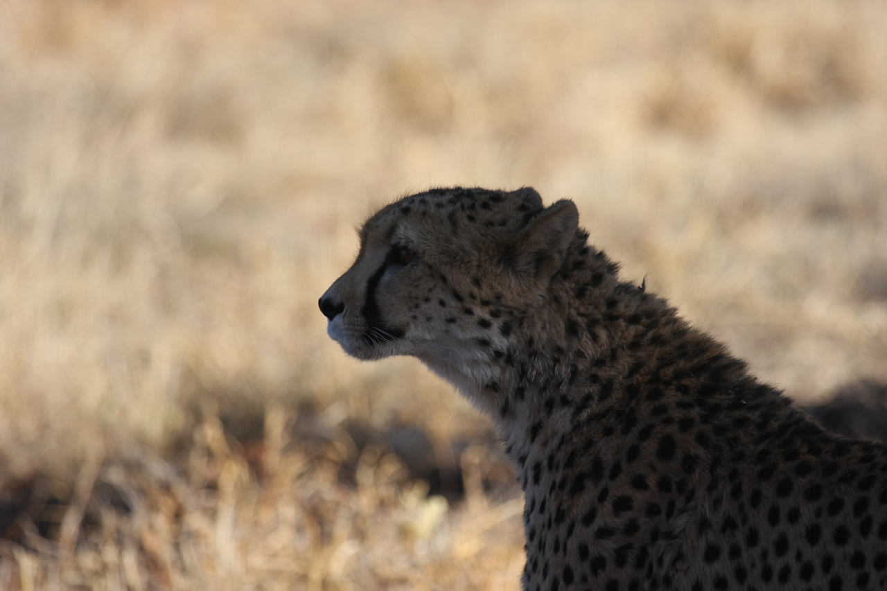 [6336] 2016_06_23_10_45_57_Africa_Canon_EOS_40D_IMG__08642.jpg