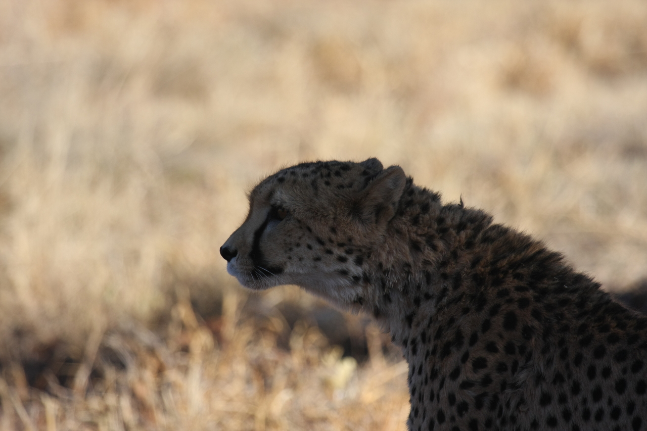 [6339] 2016_06_23_10_46_02_Africa_Canon_EOS_40D_IMG__08643.jpg