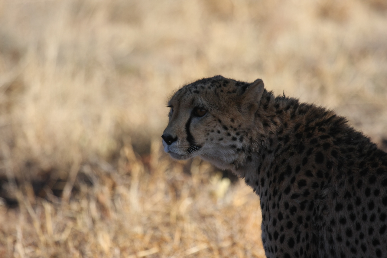 [6346] 2016_06_23_10_46_06_Africa_Canon_EOS_40D_IMG__08644.jpg