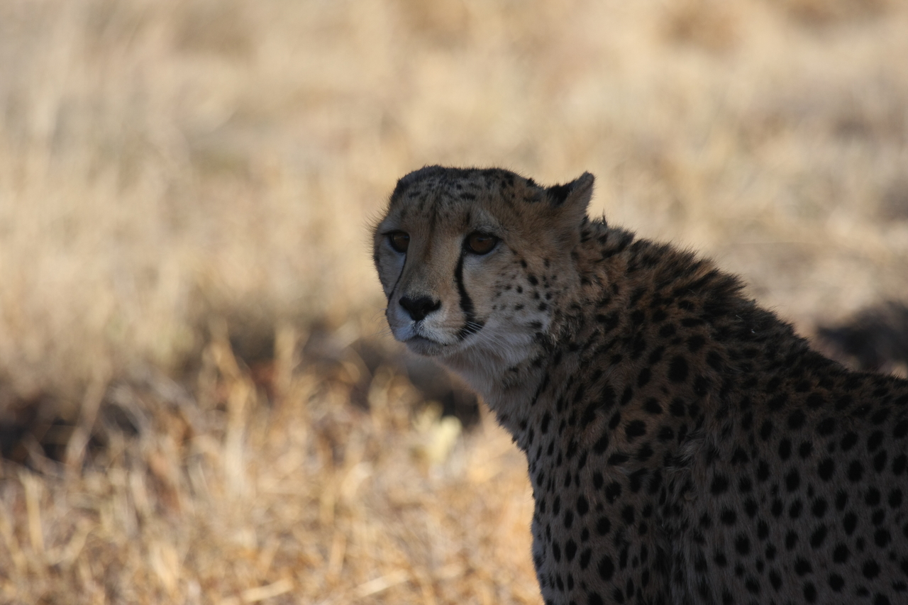 [6350] 2016_06_23_10_46_07_Africa_Canon_EOS_40D_IMG__00367.jpg