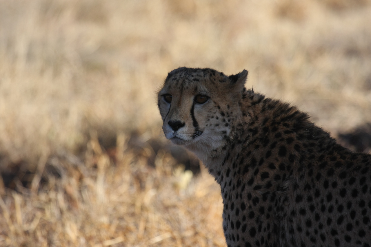 [6358] 2016_06_23_10_46_08_Africa_Canon_EOS_40D_IMG__01202.jpg