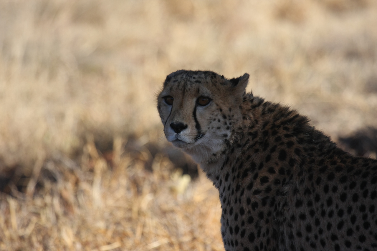 [6366] 2016_06_23_10_46_09_Africa_Canon_EOS_40D_IMG__08652.jpg