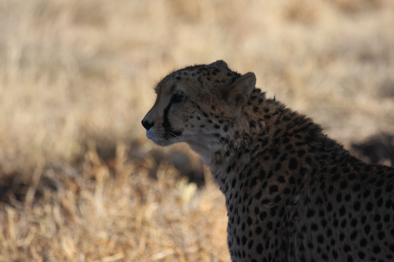 [6369] 2016_06_23_10_46_10_Africa_Canon_EOS_40D_IMG__00374.jpg