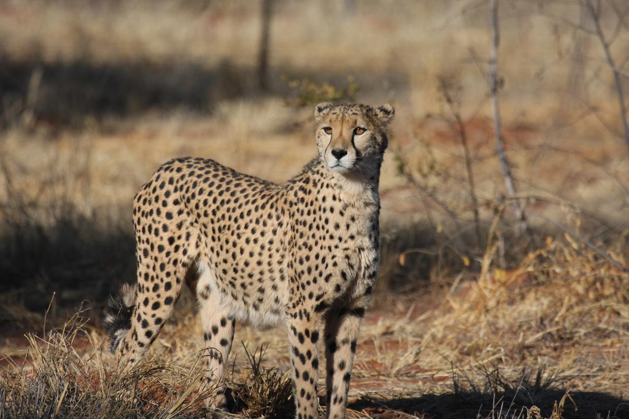 [6410] 2016_06_23_10_49_20_Africa_Canon_EOS_40D_IMG__01218.jpg