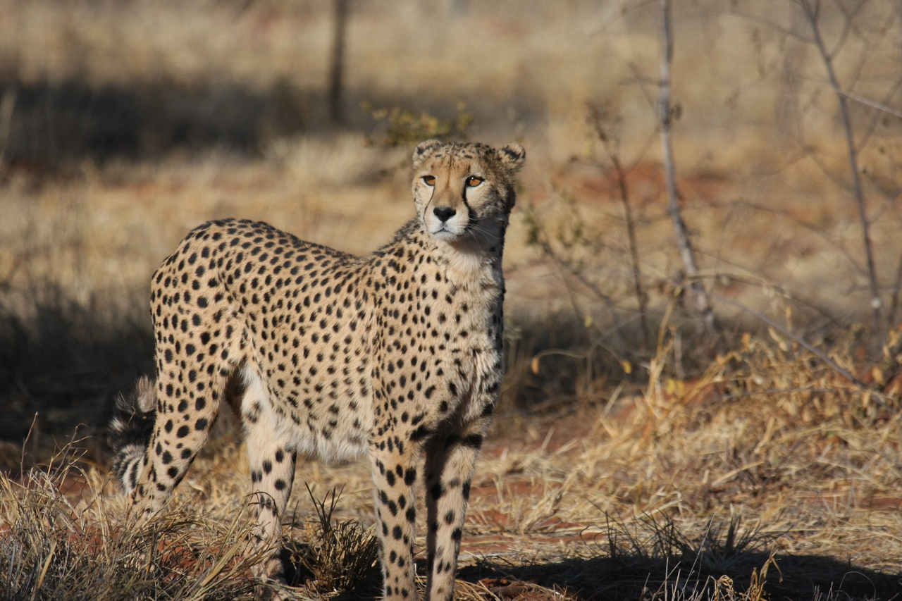 [6416] 2016_06_23_10_49_21_Africa_Canon_EOS_40D_IMG__00387.jpg