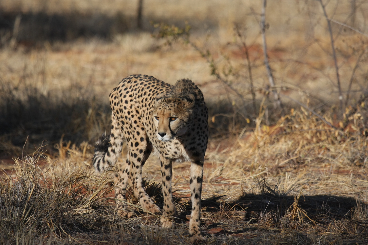 [6429] 2016_06_23_10_49_26_Africa_Canon_EOS_40D_IMG__08671.jpg