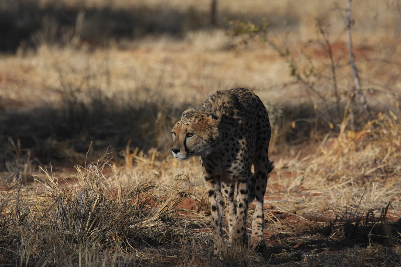 [6435] 2016_06_23_10_49_27_Africa_Canon_EOS_40D_IMG__08673.jpg